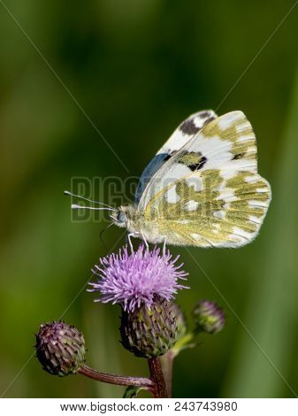 Dappled Butterfly (pontia Daplidice).
