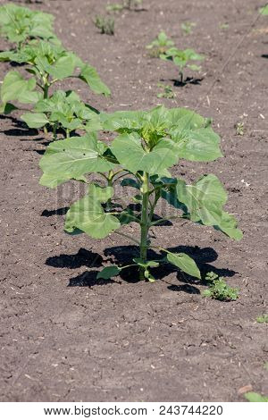 The Sunflower Plant.