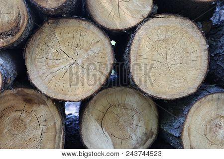 Wood Trees Cut On The Ground In The Park