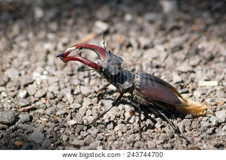 Stag Beetle (lucanus Cervus)