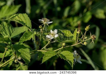 Wild Raspberry (rubus Idaeus).