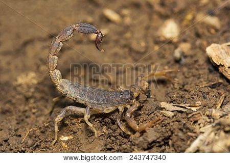 Bark Scorpion, Lychas Sp, Butheidae, Agumbe Arrsc, Karnataka State Of India