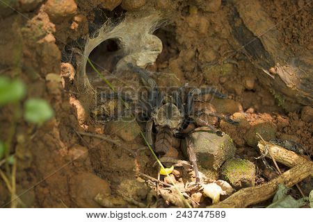 Indian Violet, Chilobrachys Fimbriatus, Tharaphosidae, Aarey Milk Colony From Mumbai , India