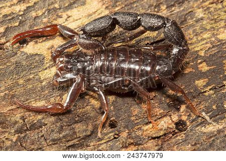 Scorpion, Butheidae, Jampue Hills Tripura State Of India