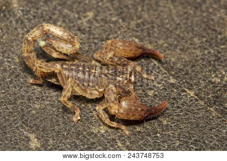 Scorpion, Chaerilus Pictus, Chaerilidae Manutripura State Of India