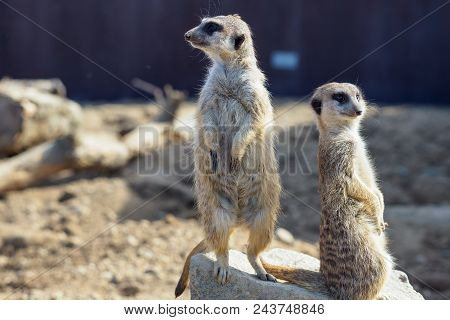 Suricata Standing On A Guard. Curious Meerkat (suricata Suricatta).