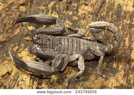 Scorpion, Euscorpiops Longimanus, Euscorpiidae, Jampue Hills Tripura State Of India