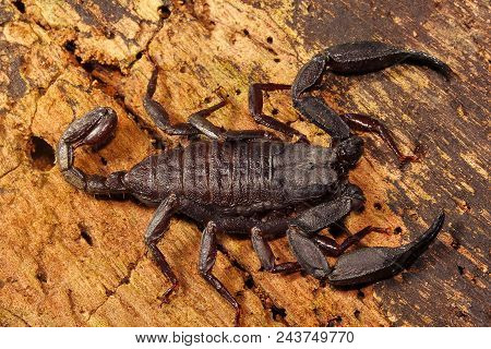 Scorpion, Euscorpiops Longimanus, Euscorpiidae Jampue Hills Tripura  India