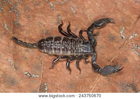 Scorpion, Liocheles Nigripes, Hemiscopiidae Madhya Pradesh India