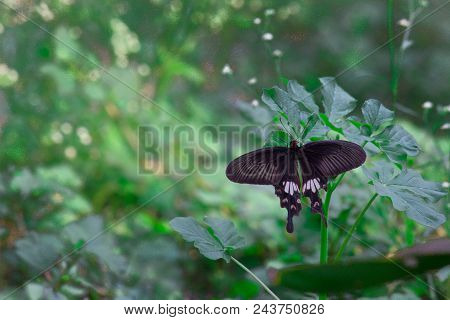 Common Mormon Butterfly Sitting With Wings Wide Open On The Leaves