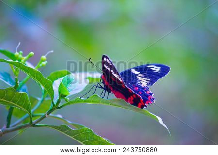 A Common Mormon Sitthing On The Leaves On A Soft Green Backgrounds,