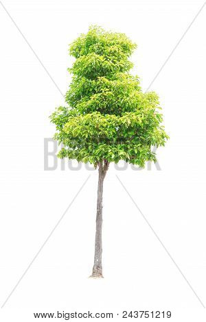 Closeup  Bullet Wood (mimusops Elengi Linn) Tree Isolated On White Background