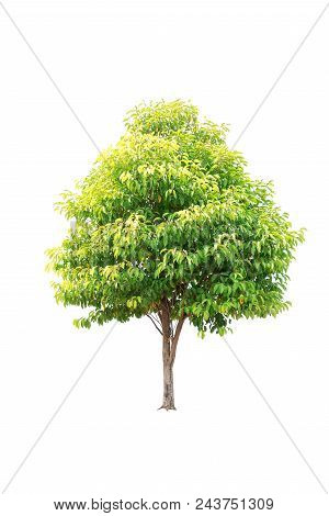 Closeup  Bullet Wood (mimusops Elengi Linn) Tree Isolated On White Background