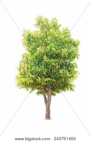 Closeup  Bullet Wood (mimusops Elengi Linn) Tree Isolated On White Background