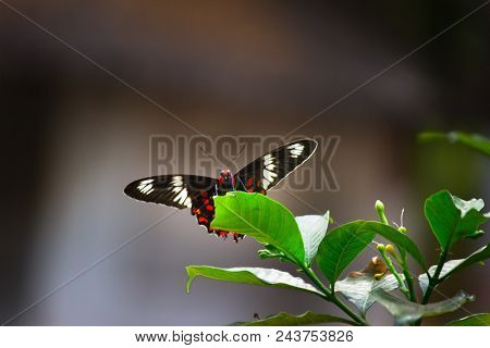 The Common Mormon Butterfly Sitting With Its Wings Wide Open On The Leaves