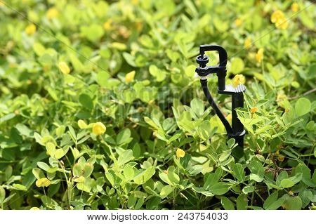 Water Springer In Garden Used For Watering Plants. Position On Bottom Right Of The Image. Horizontal