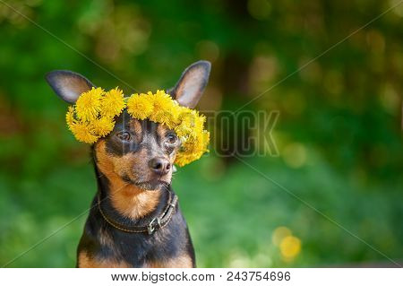 Сute Puppy, A Dog In A Wreath Of Spring Flowers On A Natural Background Of A Green Forest, A Portrai
