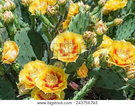 Yellow Prickly Pear Cacti Blossoms