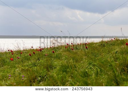Wild Tulips In The Steppe On The River Bank