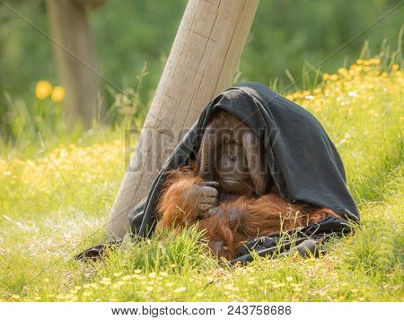 Adult Male Bornean Orangutan - Pongo Pygmaeus - Sitting Outdoors In Green Grass, Partly Hiding Under