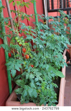 Cultivation Of Tomatoes In The Big Pots Of The Balcony Of The House In The City