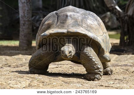 Giant Turtles, Dipsochelys Gigantea In Tropical Island Mauritius , Close Up