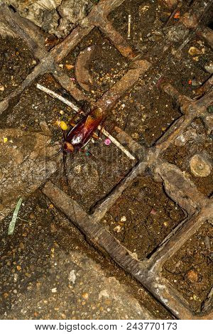 Large Cockroach In Thailand