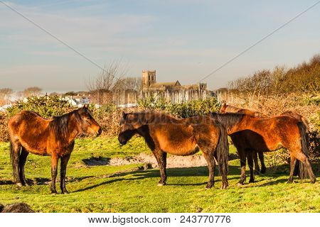 Ponies On Stanpit March, Christchurch Priory In The Background. Dorset, England, Uk