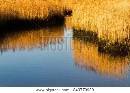 Reeds In Sea Water Channel, Morning Light.