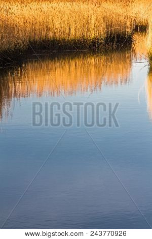 Reeds In Sea Water Channel, Morning Light.