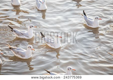Group Of Seagull Bird Swimming On Sea At Bang Poo, Samutprakan, Thailand.