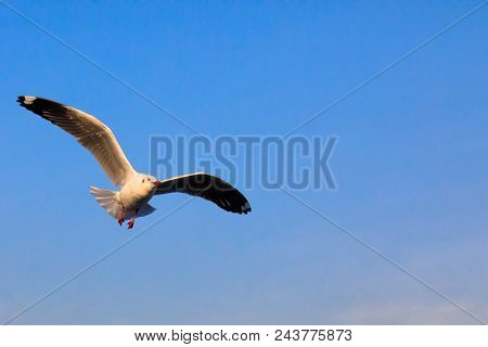 Seagull Bird Flying On Sea At Bang Poo, Samutprakan, Thailand.