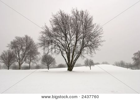 Winter Tree 2