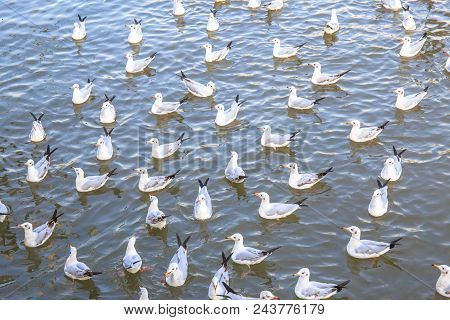Group Of Seagull Bird Swimming On Sea At Bang Poo, Samutprakan, Thailand.