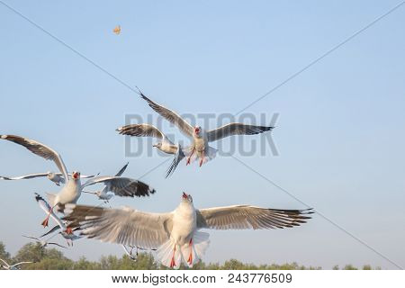 Seagull Bird Flying On Sea At Bang Poo, Samutprakan, Thailand.