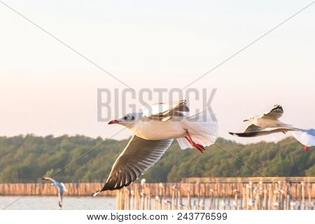 Seagull Bird Flying On Sea At Bang Poo, Samutprakan, Thailand.