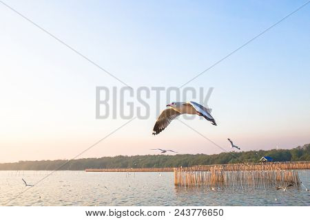 Seagull bird flying on sea at Bang poo, Samutprakan, Thailand.