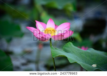 Pink Lotus On Waer And Green Leaf