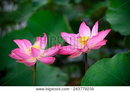 Pink Lotus On Waer And Green Leaf