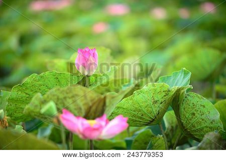 Pink Lotus On Waer And Green Leaf