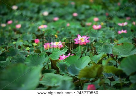Pink Lotus On Waer And Green Leaf