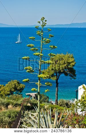 Viewpoint From Appartment House Surrounded By Greenery At The Coast Of Skopelos Island Near Panormos