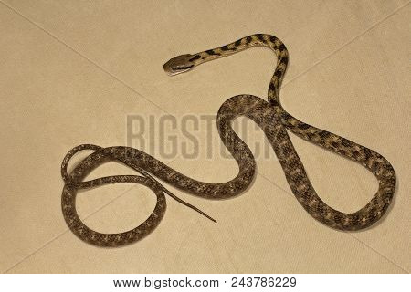Cat Snake, Boiga Sp, Colubridae, Manu,tripura, India