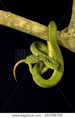 Red Tailed Pit Viper, Trimeresurus Erythrurus, Viperidae, Gumti, Tripura , India