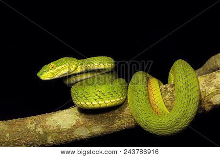 Red Tailed Pit Viper, Trimeresurus Erythrurus, Viperidae, Gumti, Tripura , India