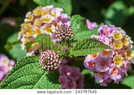 Beautiful Lantana Camara, Cinco Negritos Flower In Garden