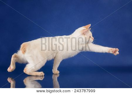 Funny Playful Blue Eyed Cat Of Breed Mekong Bobtail Catching On Blue Studio Background.