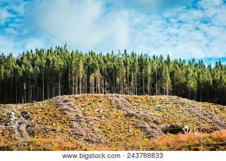View To Cut Down Place In Pine Forest, Norway