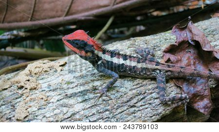 I Found This Cute Gekon With A Red Cap On Phuket, In The Jungle