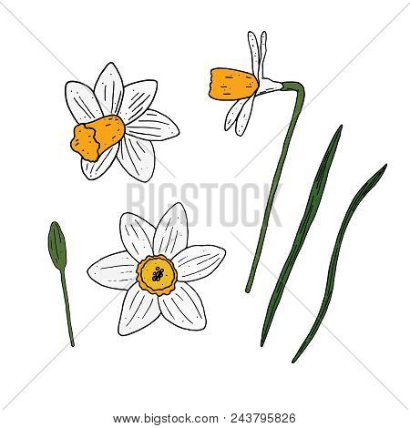 Vector Set Of Isolated Narcissus On White Background. Floral Vector Elements Collection.